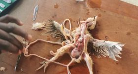 Respiratory, digestive and reproductive organs of a bird exposed during dissection